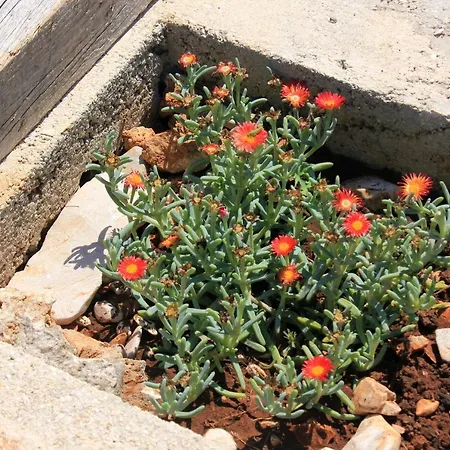 Сasa de vacaciones Secluded Fisherman's Cove Statival, Kornati - 8164 *