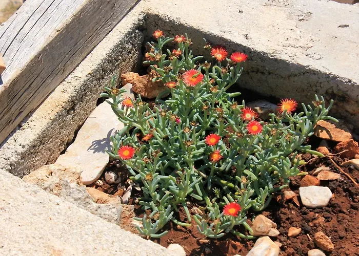 Holiday home Secluded Fisherman's Cove Statival, Kornati - 8164 *